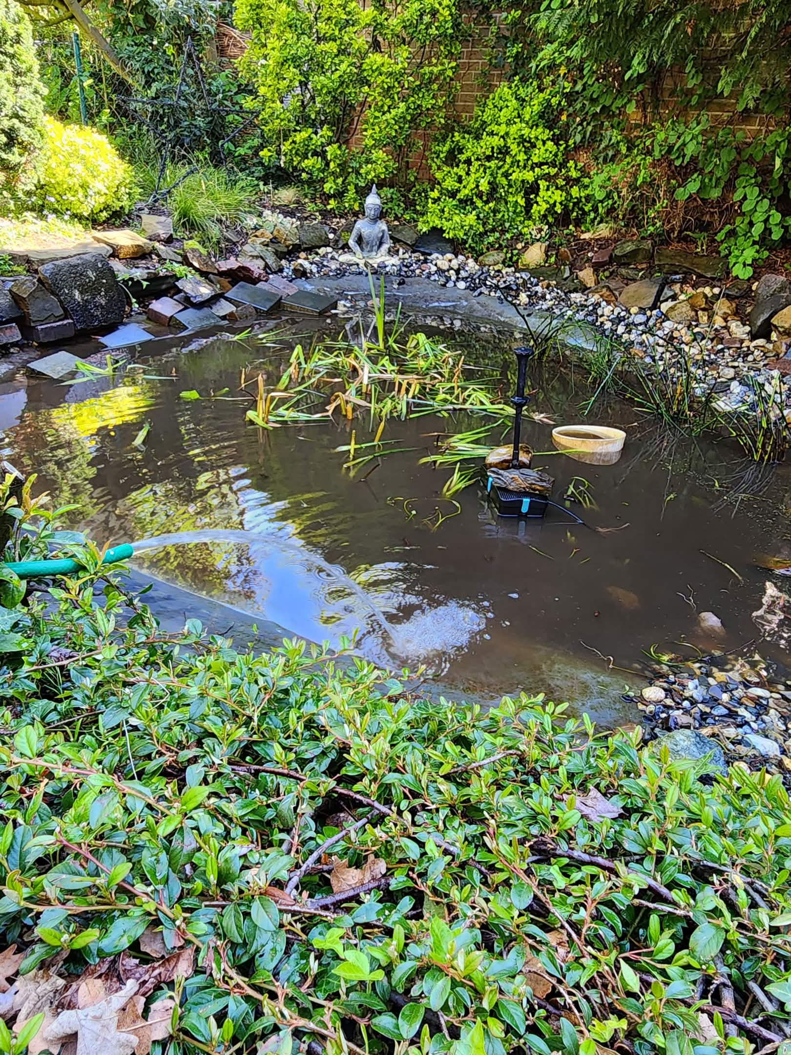 Water plant