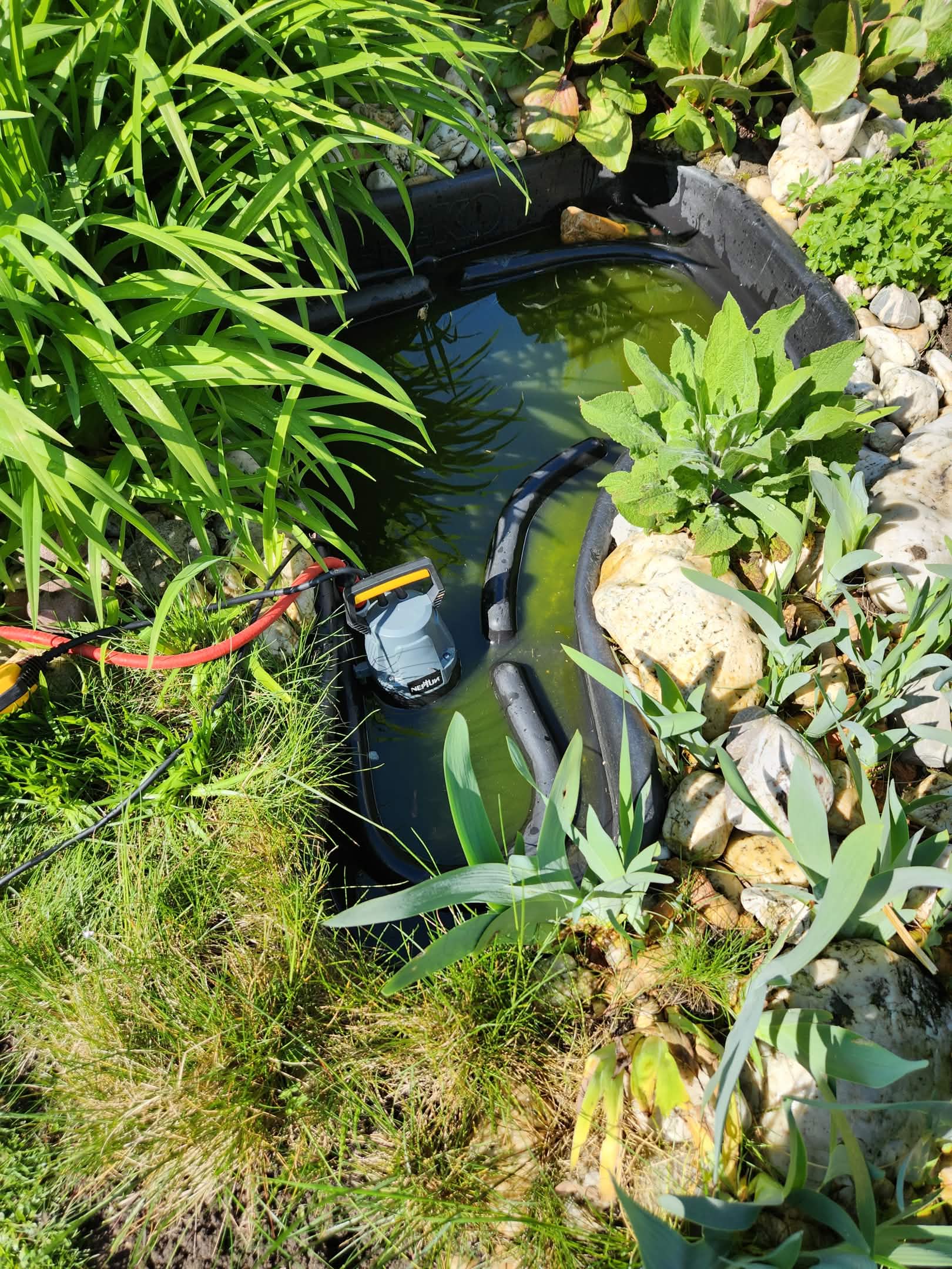 Koi feeding